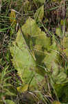 Prairie rosinweed